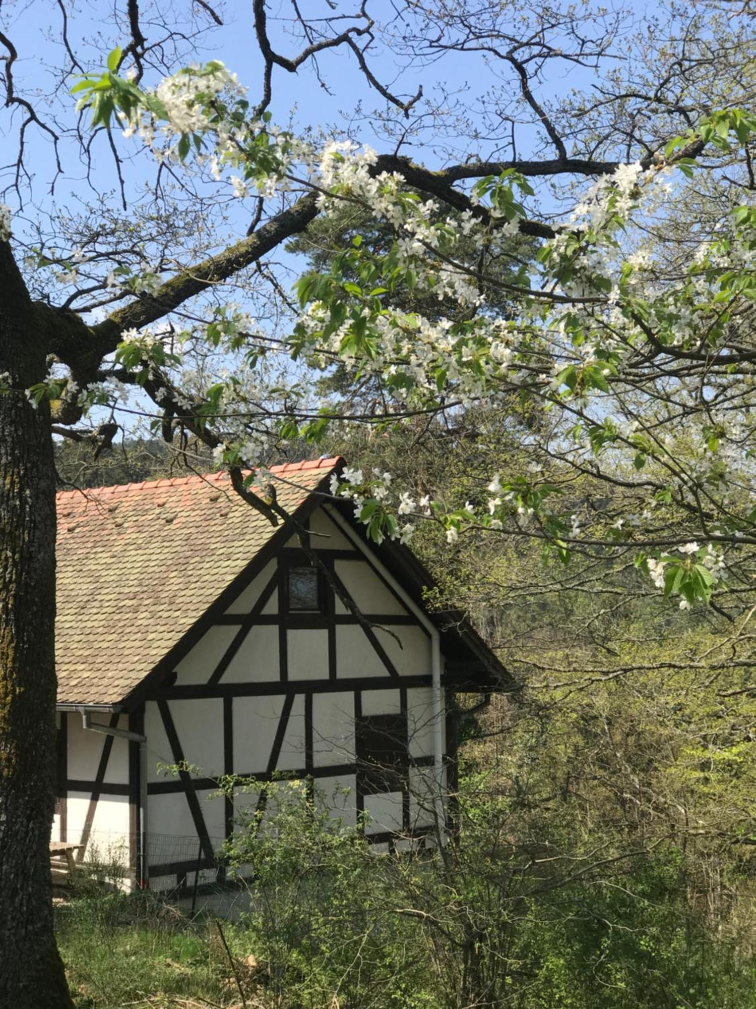 Logis Du Haut-Koenigsbourg タネンキルヒ 部屋 写真